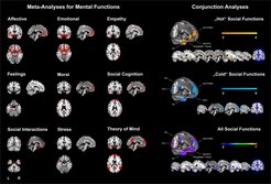 The scientists used big data in their meta-analyses to identify the brain regions associated with different emotions.